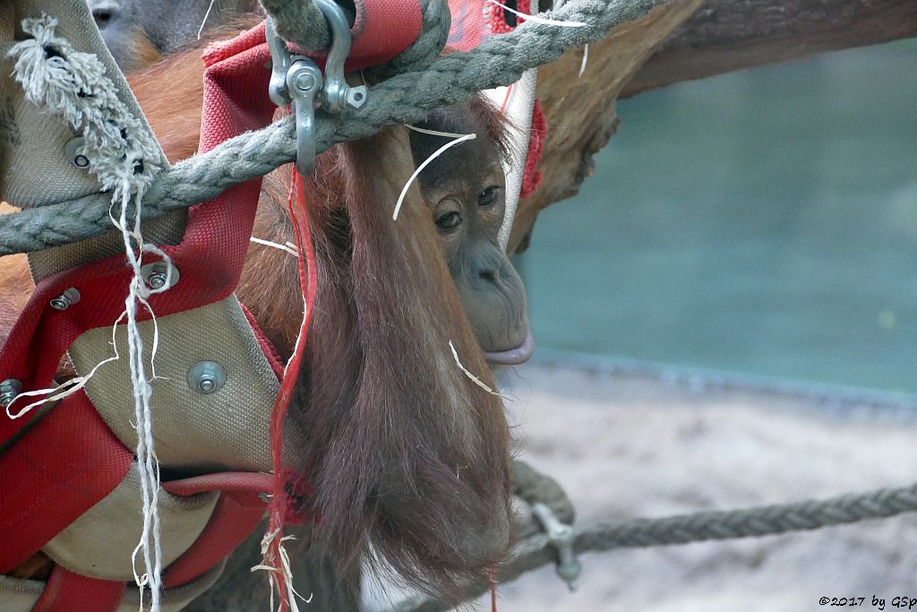 Sumatra-Orang-Utan SAYANG