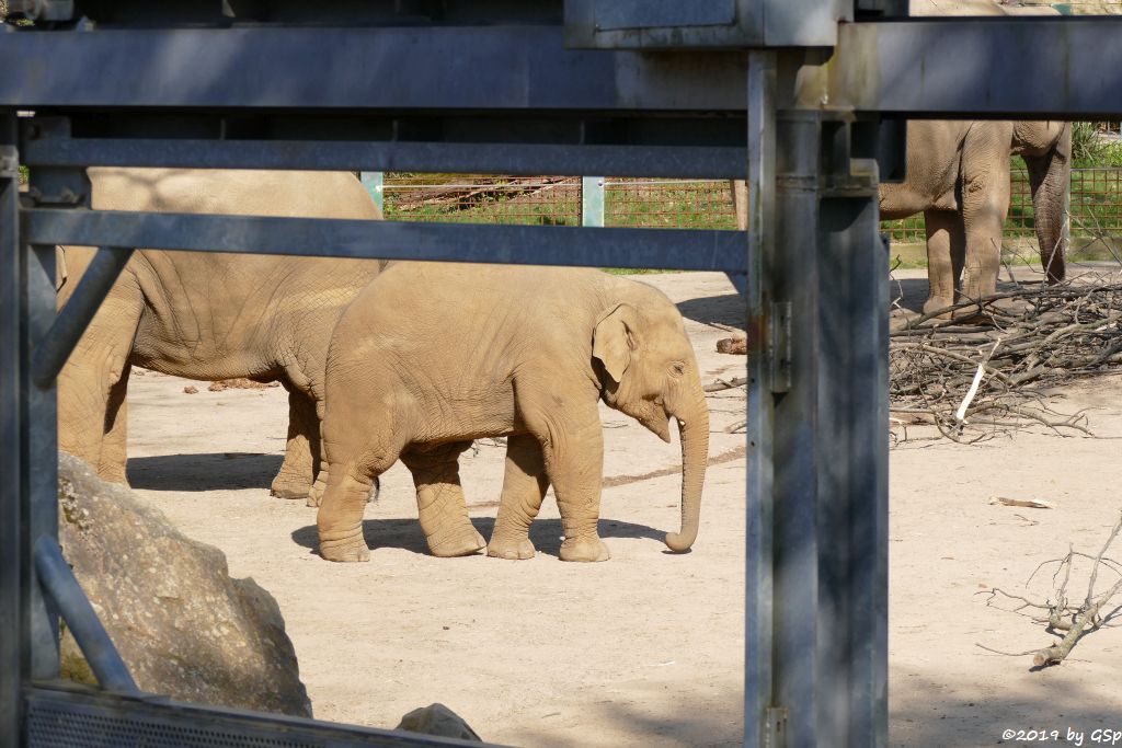 Asiatischer Elefant