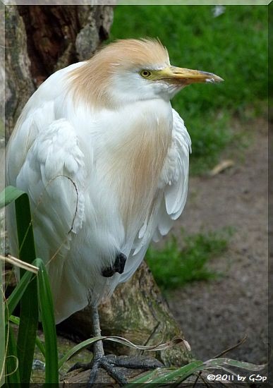 Kuhreiher