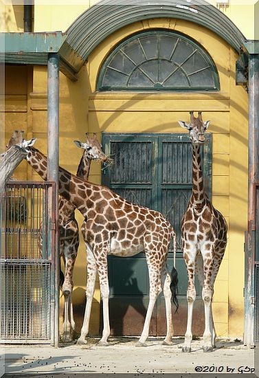 Rothschild-Giraffe