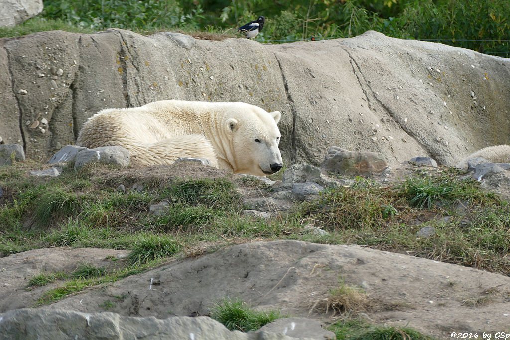 Eisbär