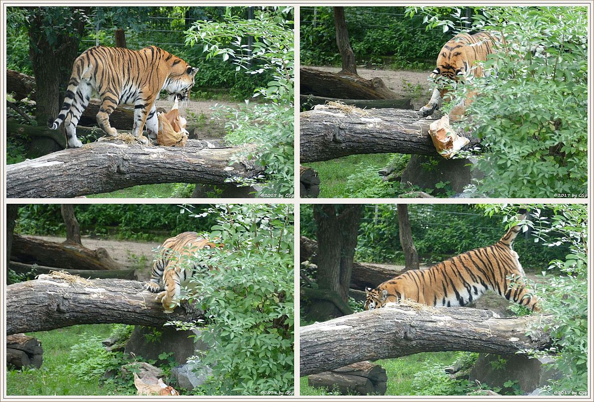 Amurtiger (Sibirischer Tiger, Mandschu-Tiger) SERGAN