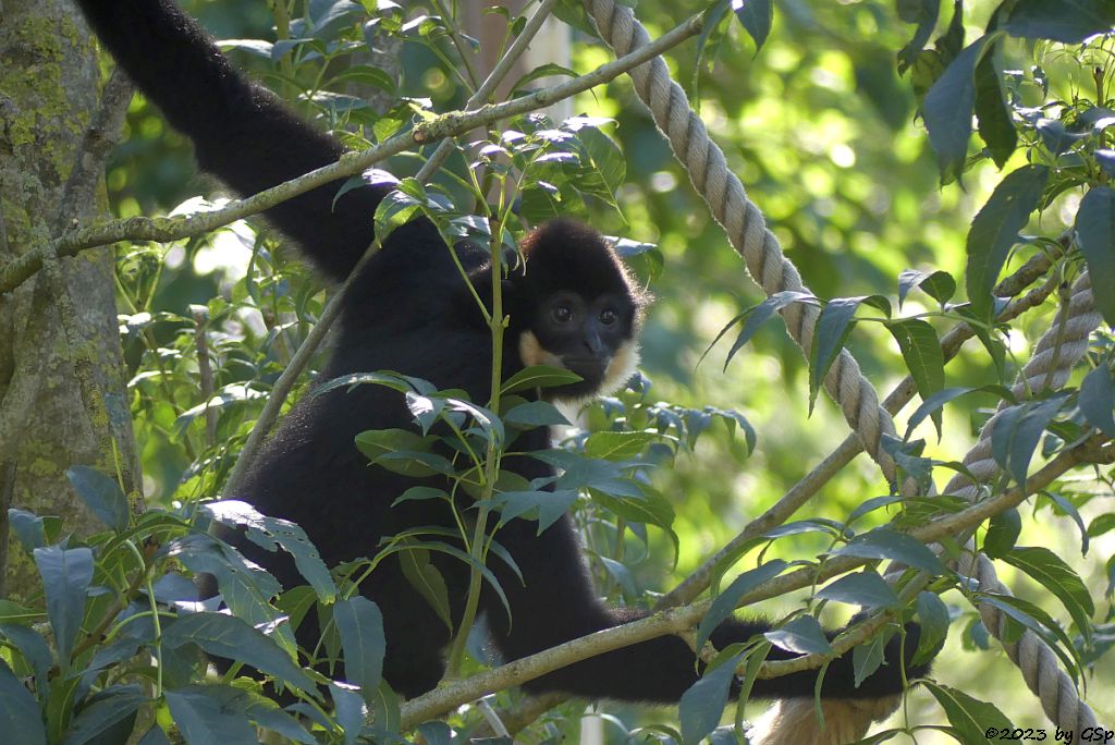 Südlicher Gelbwangengibbon (Gelbwangen-Schopfgibbon)