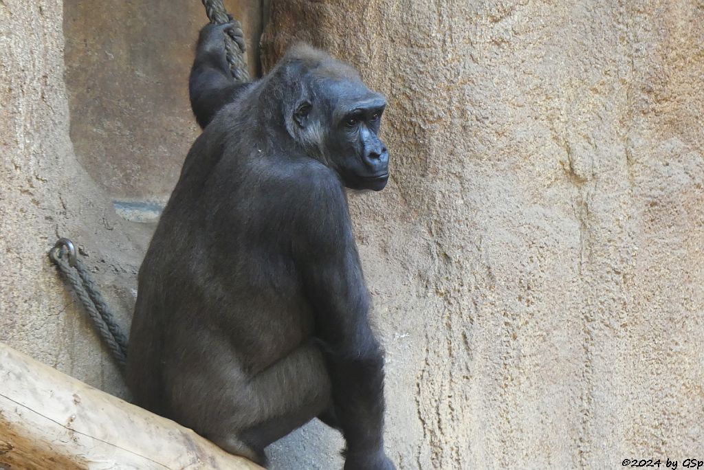 Westlicher Flachlandgorilla