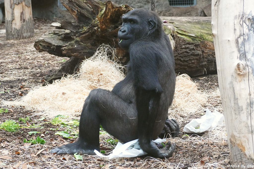 Flachlandgorilla QUEMBO