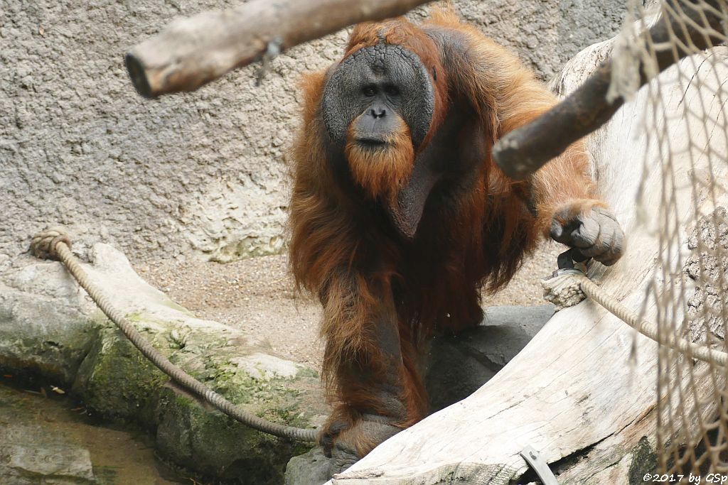 Sumatra-Orang-Utan TUAN