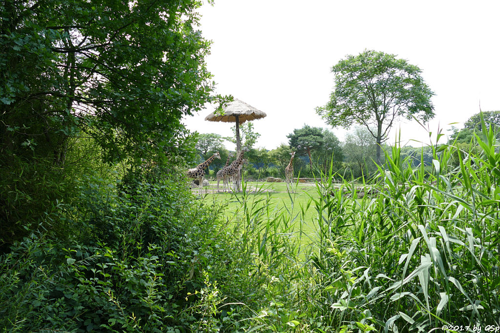 Rothschildgiraffe (Uganda-Giraffe, Baringo-Giraffe)