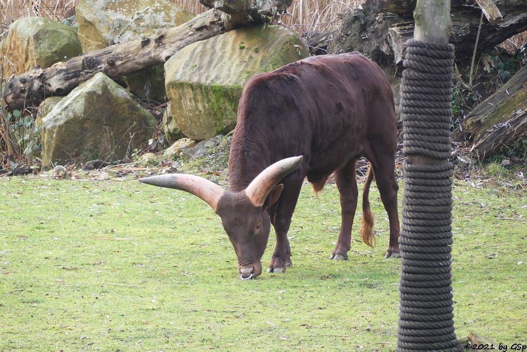 Watussi-Rind (Ankole, Ankolerind)