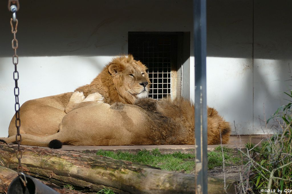 Asiatischer Löwe