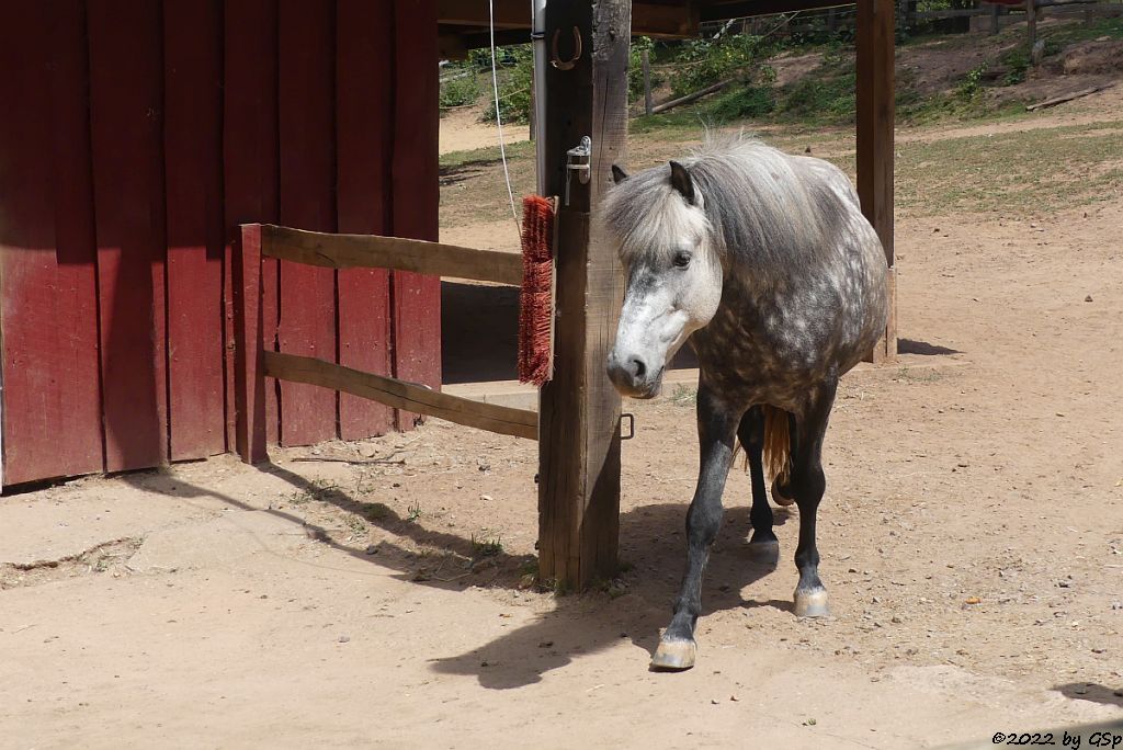 Islandpony (Islandpferd, Isländer)