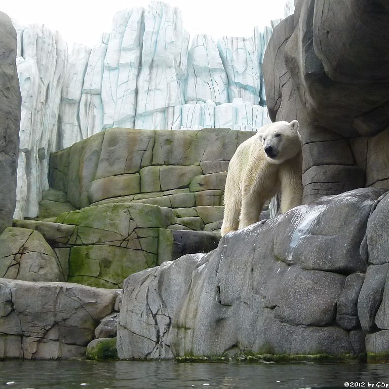 Eisbär