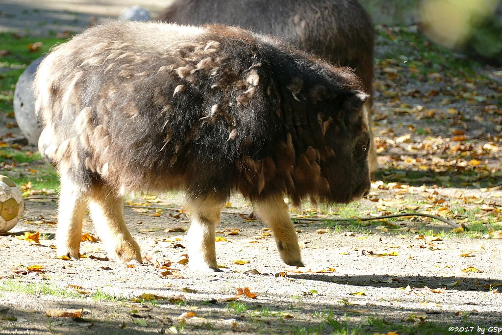 Moschusochse, Jungtiere geb. Ende April-Anf. Mai 2017