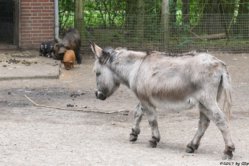 Kune-Kune-Schwein (Maori-Native), Zwergesel