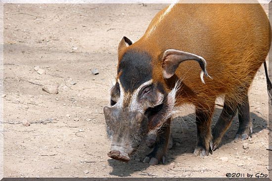 Pinselohrschwein