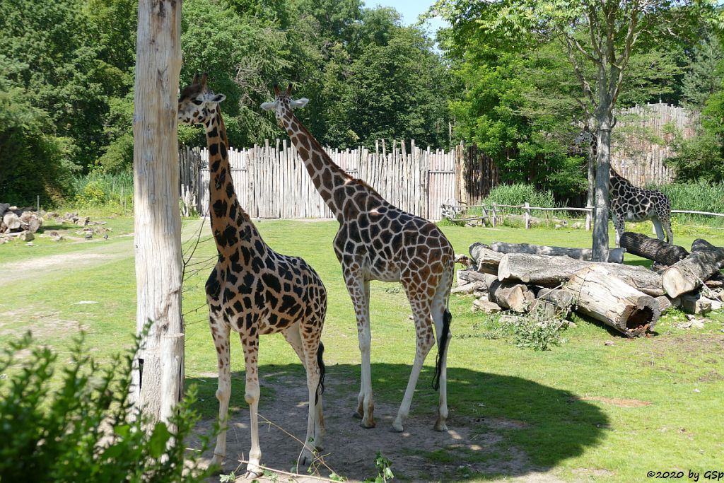 Rothschildgiraffe (Uganda-Giraffe, Baringo-Giraffe)