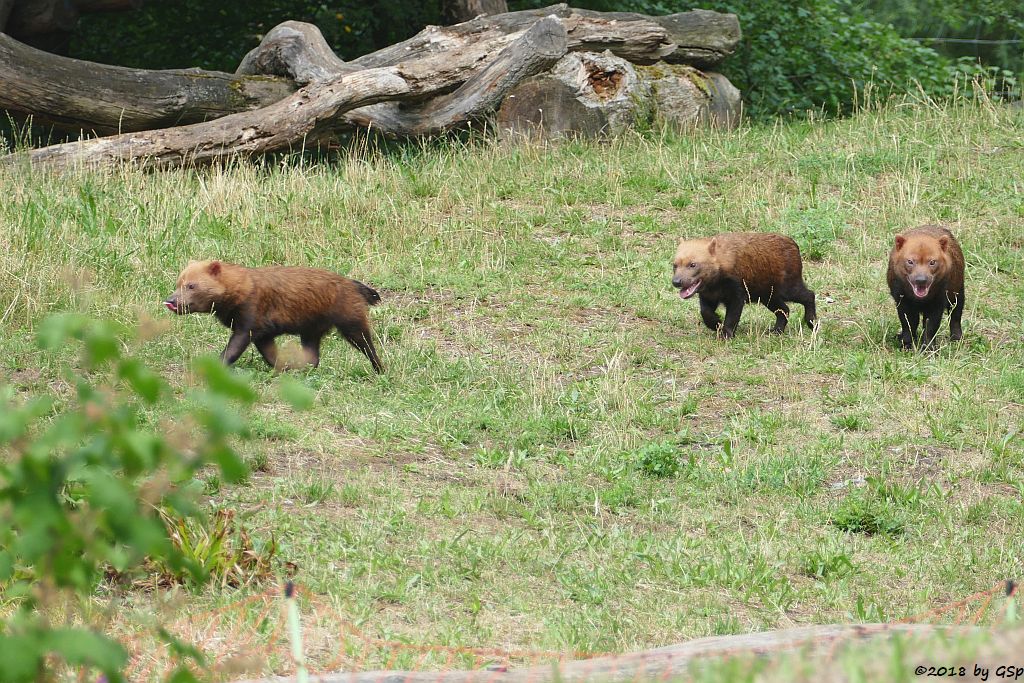 Waldhund (Buschhund)