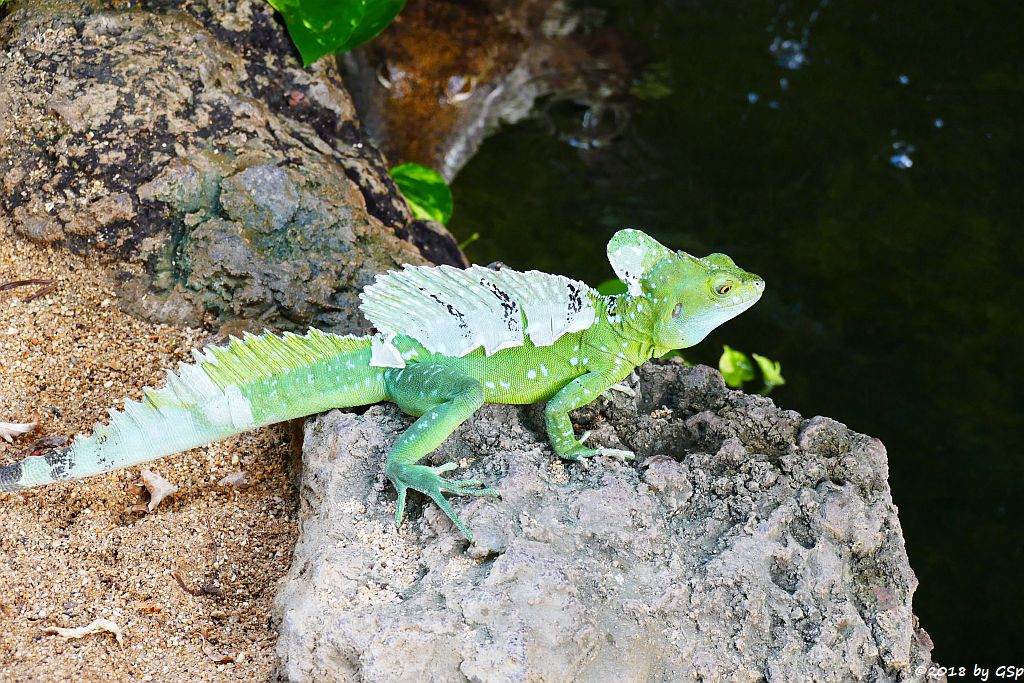 Stirnlappenbasilisk (Federbuschbasilisk), Australisches Süßwasserkrokodil (Johnstonkrokodil)