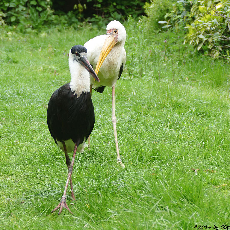 Wollhalsstorch, Milchstorch (Malaien-Nimmersatt)