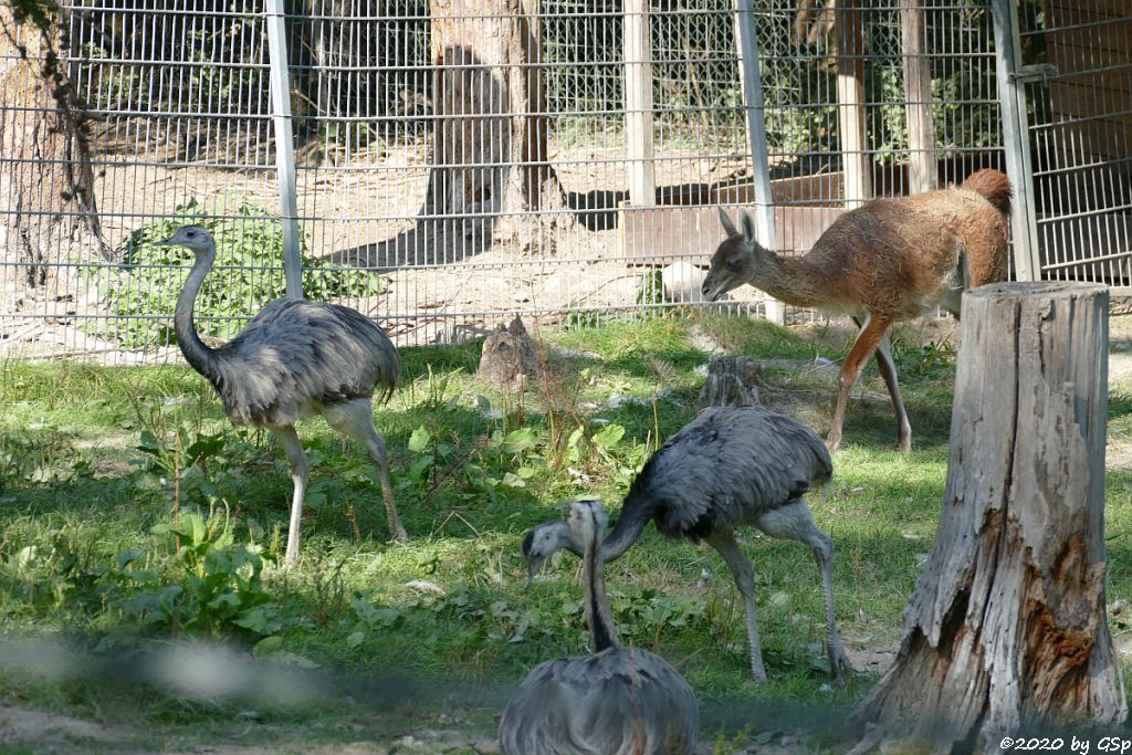 Nandu (Gewöhnlicher Nandu), Guanako