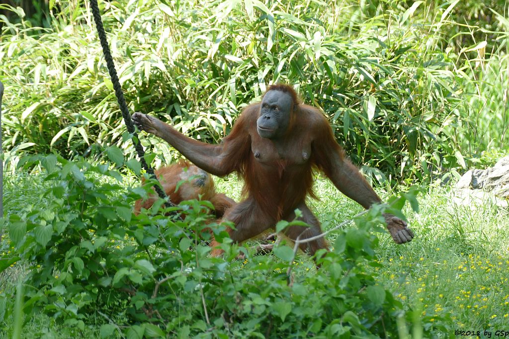 Sumatra-Orang-Utan