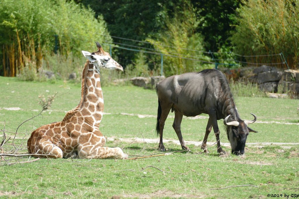 Rothschildgiraffe (Uganda-Giraffe, Baringo-Giraffe), Streifengnu