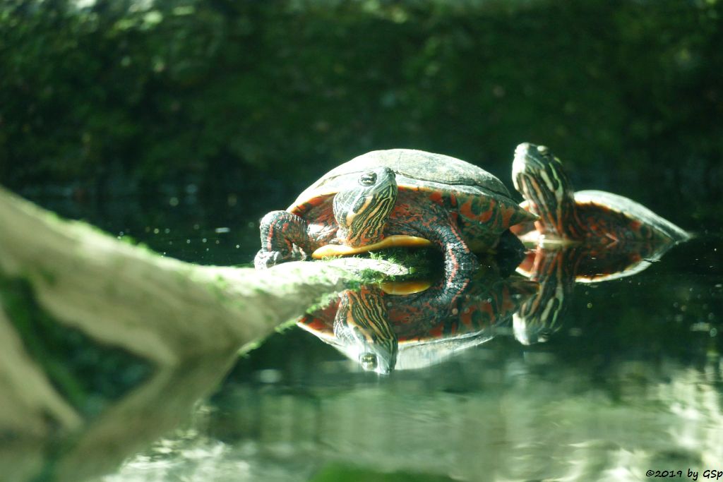 Nelsons Schmuckschildkröte (Florida-Rotbauchschildkröte)