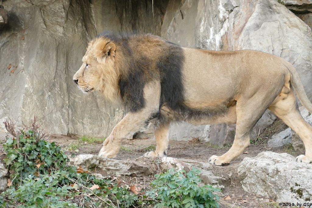 Asiatischer (Indischer) Löwe KUMAR