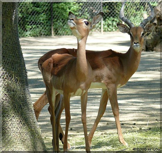 Impala