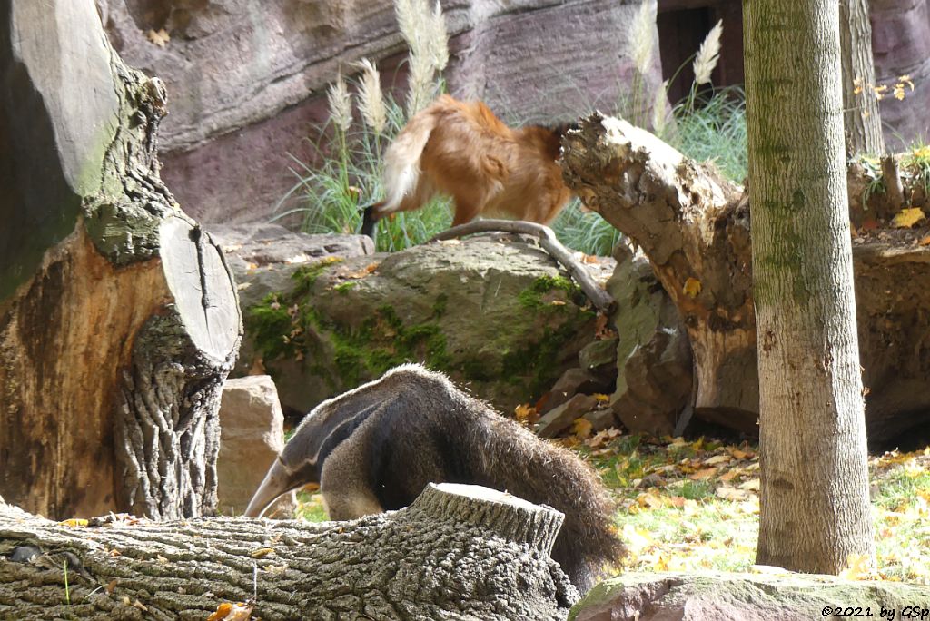 Großer Ameisenbär, Mähnenwolf