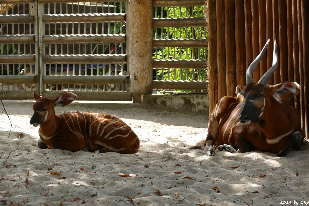 Östlicher Bongo (Kenia-Bongo, Bergbongo)