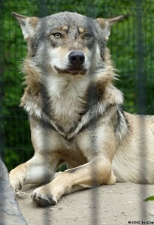 Europäischer Wolf