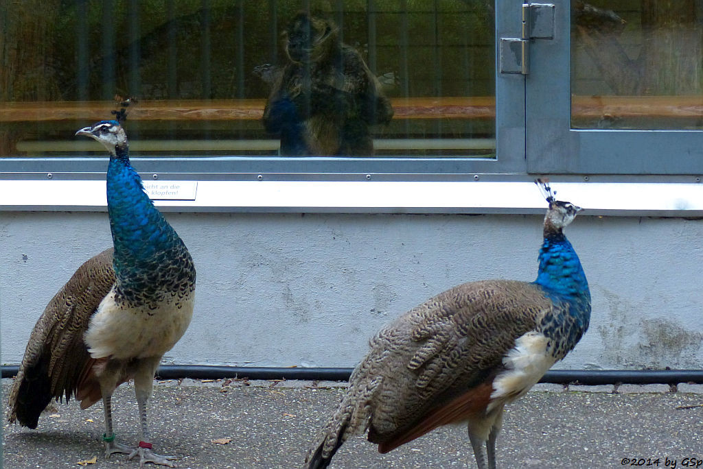 Blauer Pfau