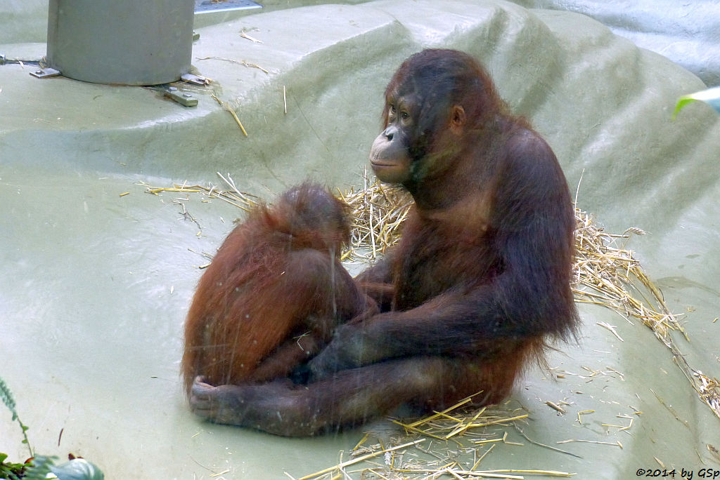 Borneo-Orang-Utan CINTA und WOUSAN