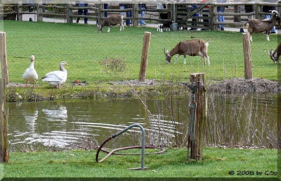 Haustiere in Meyers Hof