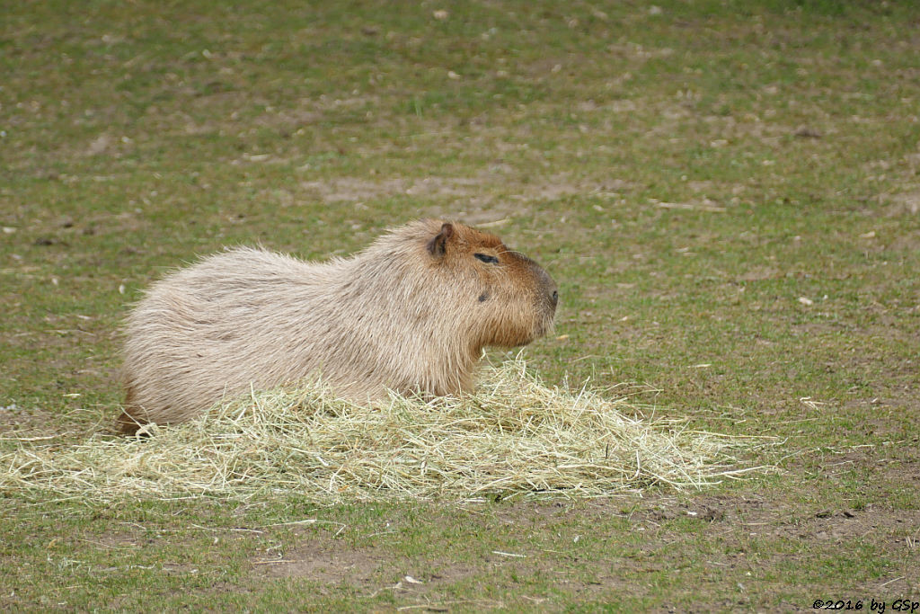 Wasserschwein (Capybara)