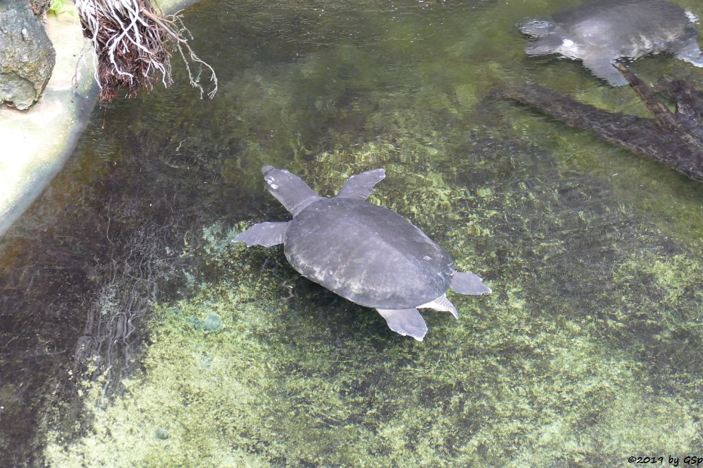 Papua-Weichschildkröte (Neuguinea-Weichschildkröte)