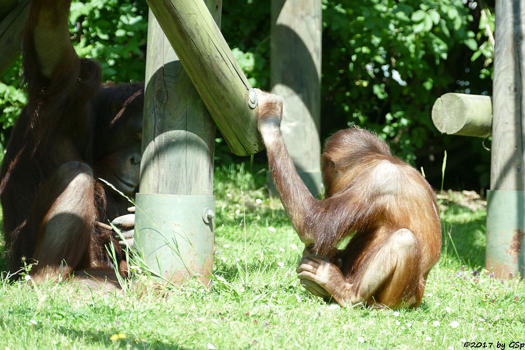 Borneo-Orang-Utan