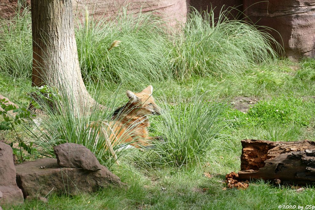 Mähnenwolf