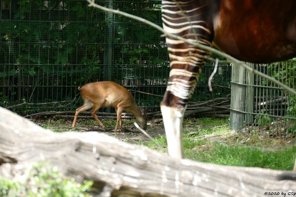 Rotducker, Okapi (Kurzhalsgiraffe, Waldgiraffe)