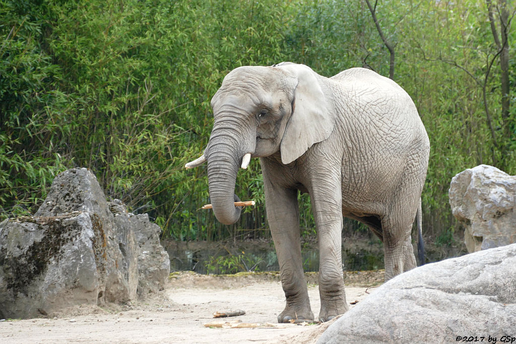 Südafrikanischer Steppenelefant (Kapelefant)