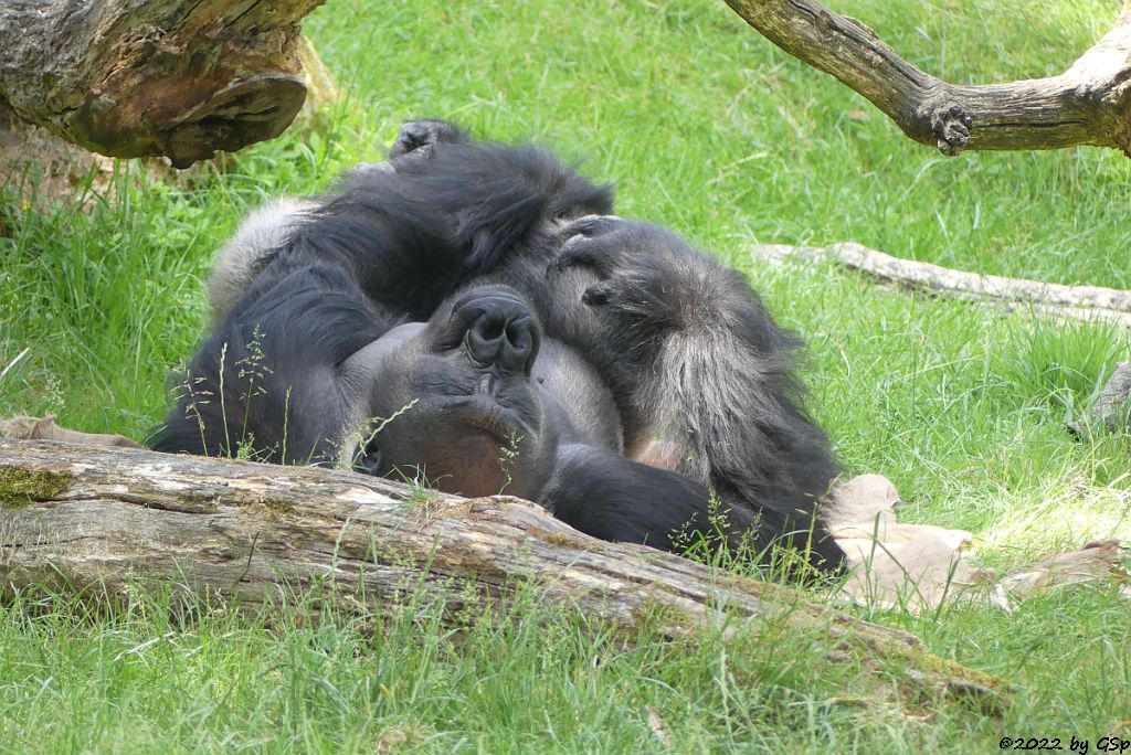 Westlicher Flachlandgorilla