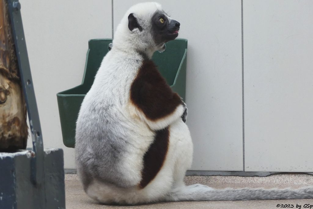 Coquerel-Sifaka