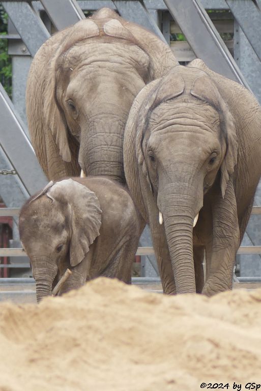 Elefanten Zoo Halle: SIMON, TAMIKA, ELANI