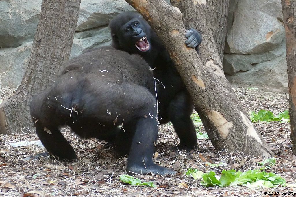 Flachlandgorilla QUEMBO und SAWA