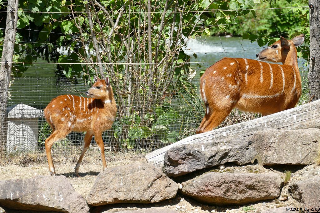 Westliche Sitatunga, Jungtier geb. 16.05.19