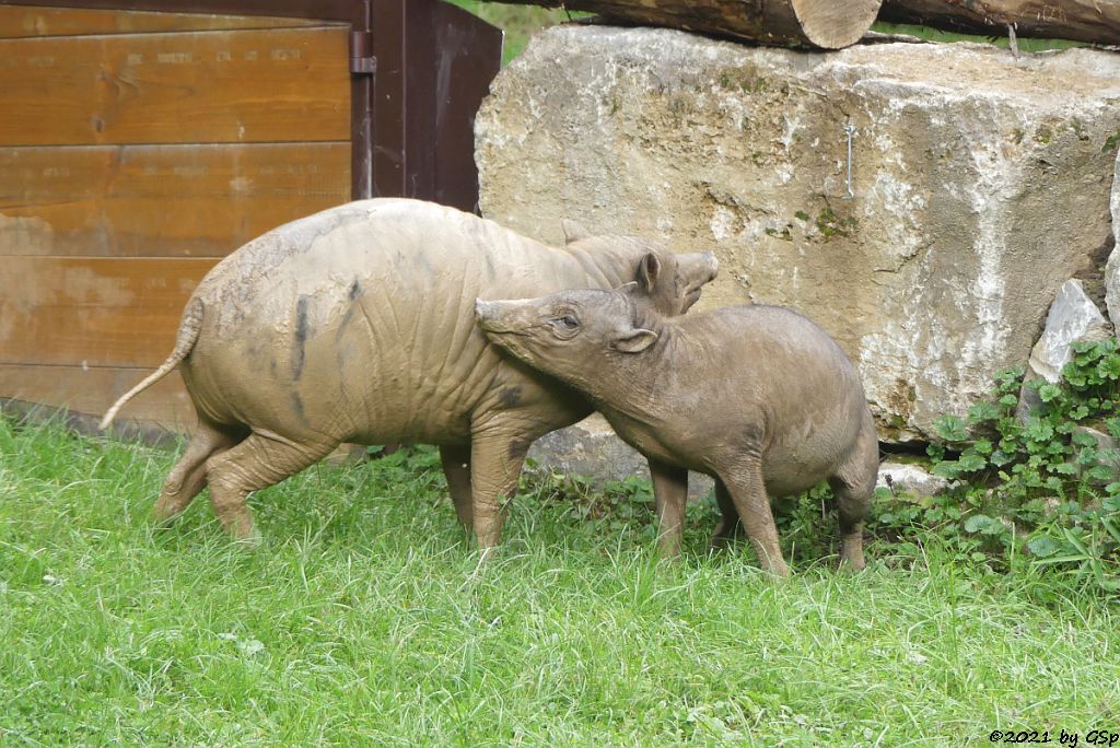 Sulawesi-Hirscheber (Celebes-Hirscheber, Sulawesi-Babyrusa)