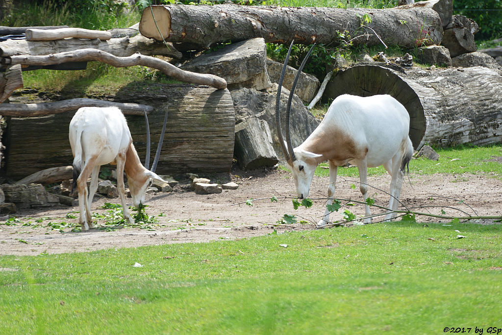 Säbelantilope