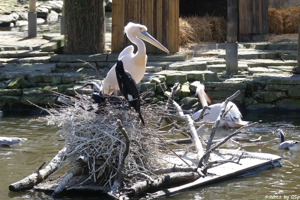 Eurasischer Kormoran, Rosapelikan, Streifengans (Indische Gans, Indische Streifengans)