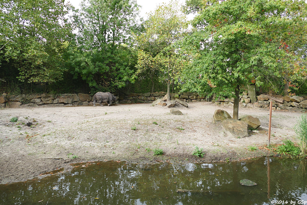 Panzernashorn