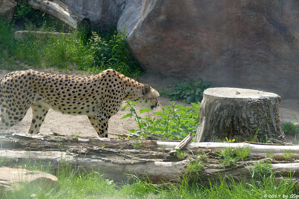 Südafrikanischer Gepard